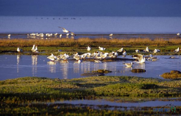 Teems of birds nesting and feeding on the wetlands across Tibet